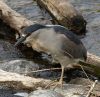 Night Heron by Rina Kupfer