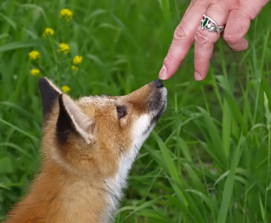 Tony and the baby Fox