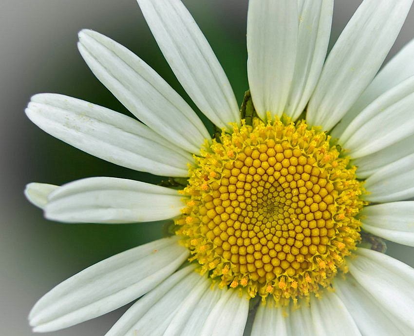 White and Yellow