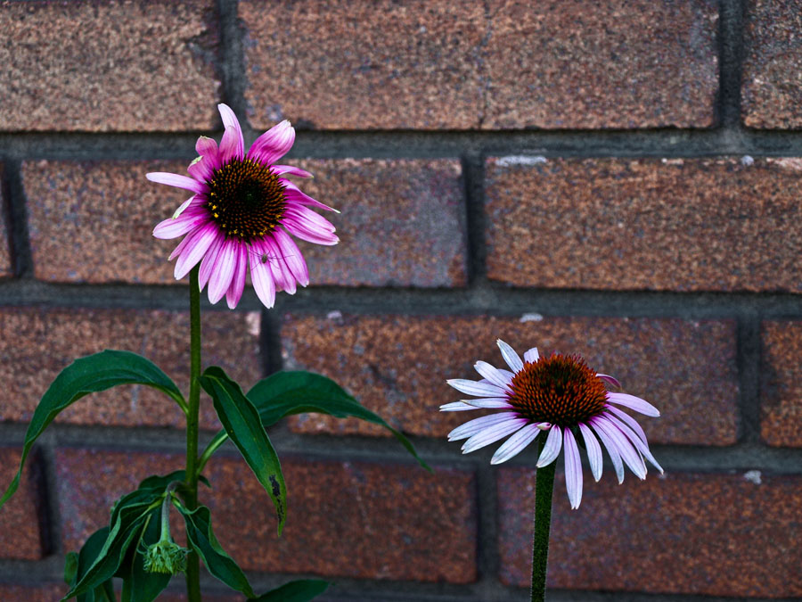 Pink and White