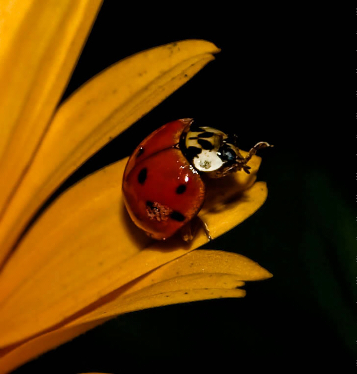 Lady Bug