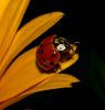 Lady Bug by Rina Kupfer