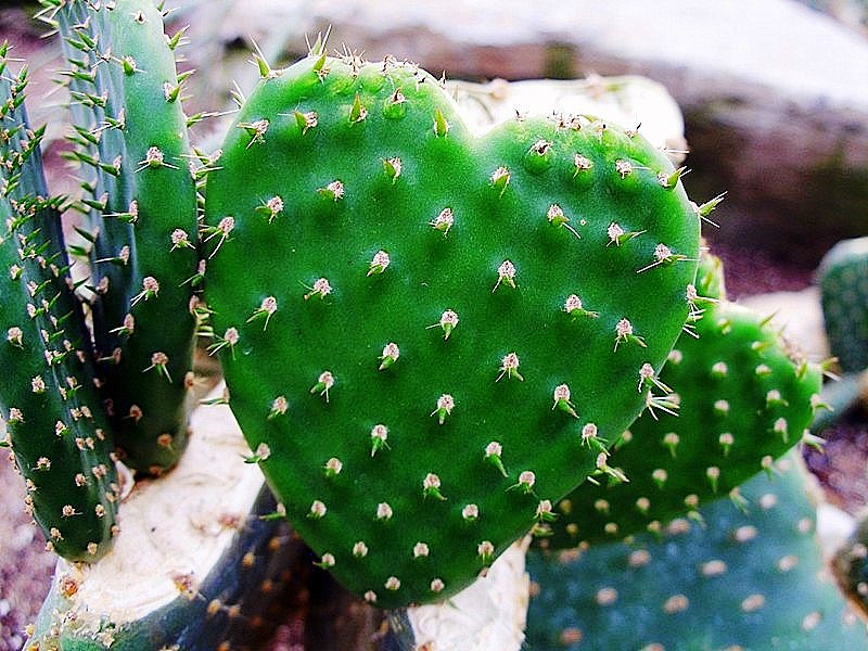 Cactus (2)