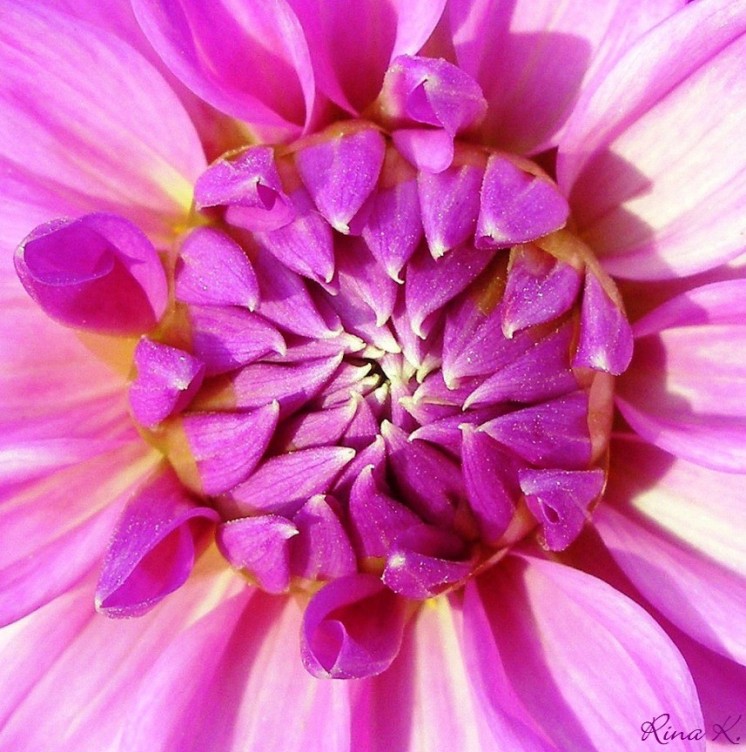 Purple Flower