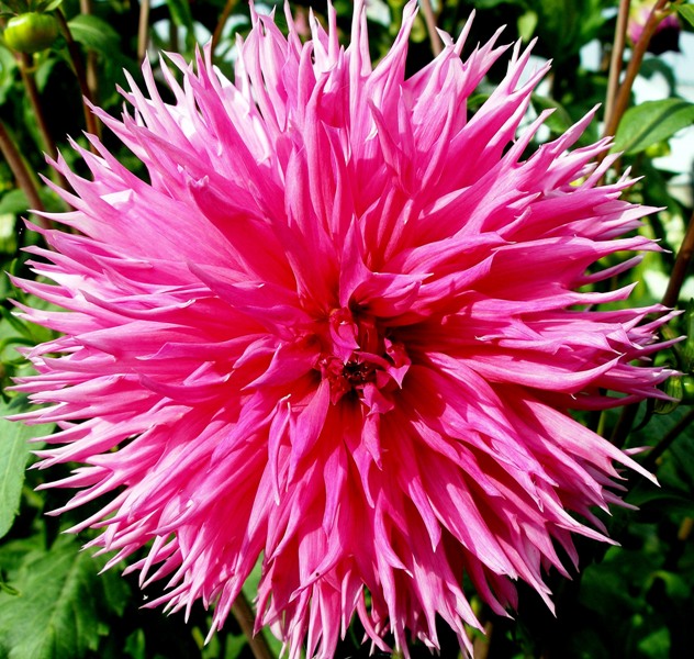 Flower (2)