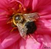 it's a Bee by Rina Kupfer