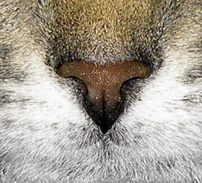 Nose