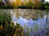 Fall Reflection (2) by Rina Kupfer