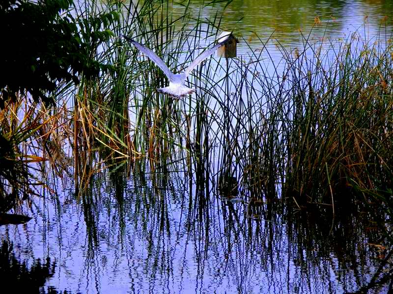 Water Reflection