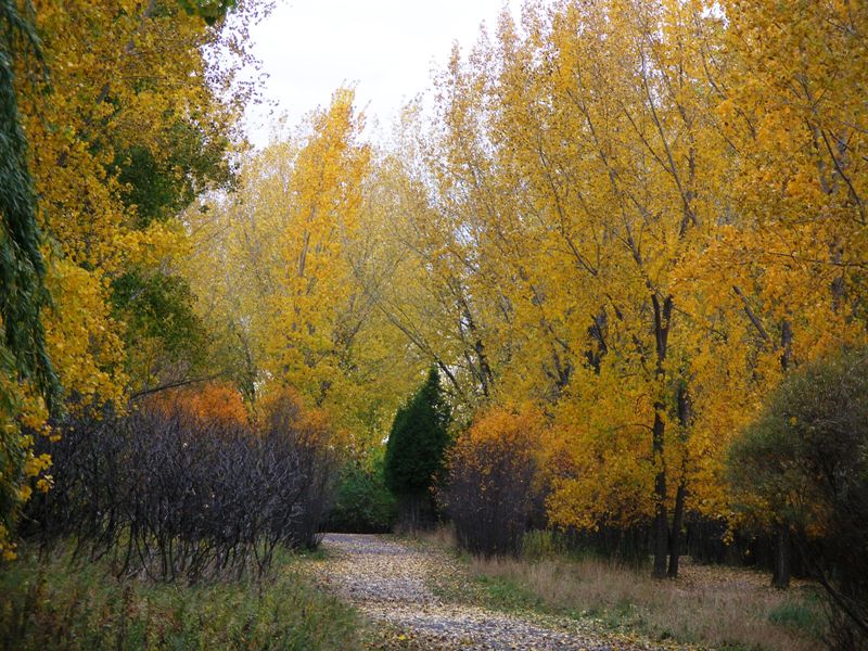 Fall in Boucherville Island