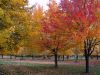 Boucherville Island in tha Fall