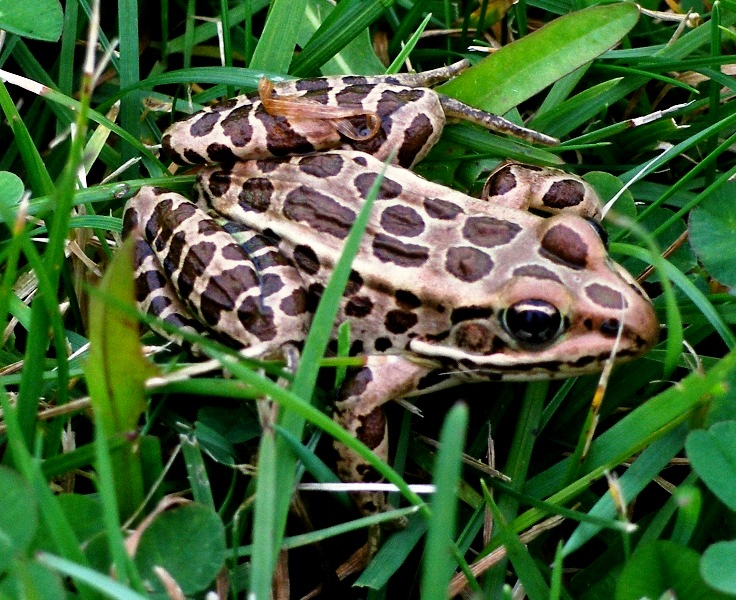 Frog