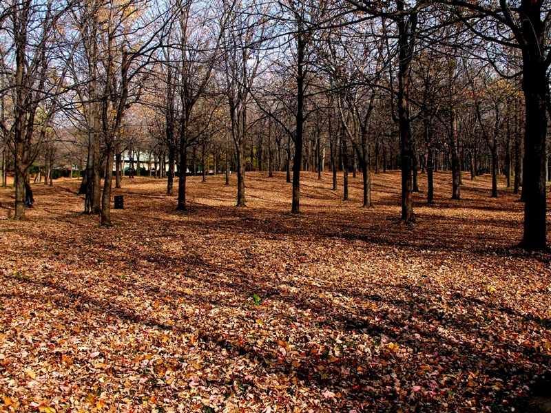 Forest in the fall
