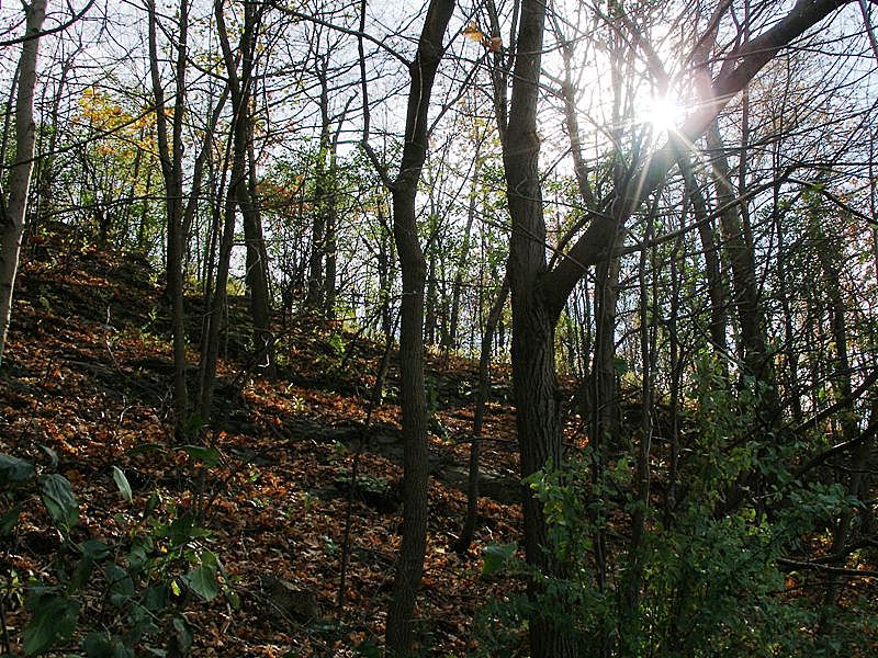 Forest in the fall (2)