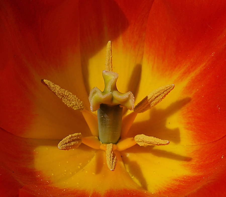 Tulip