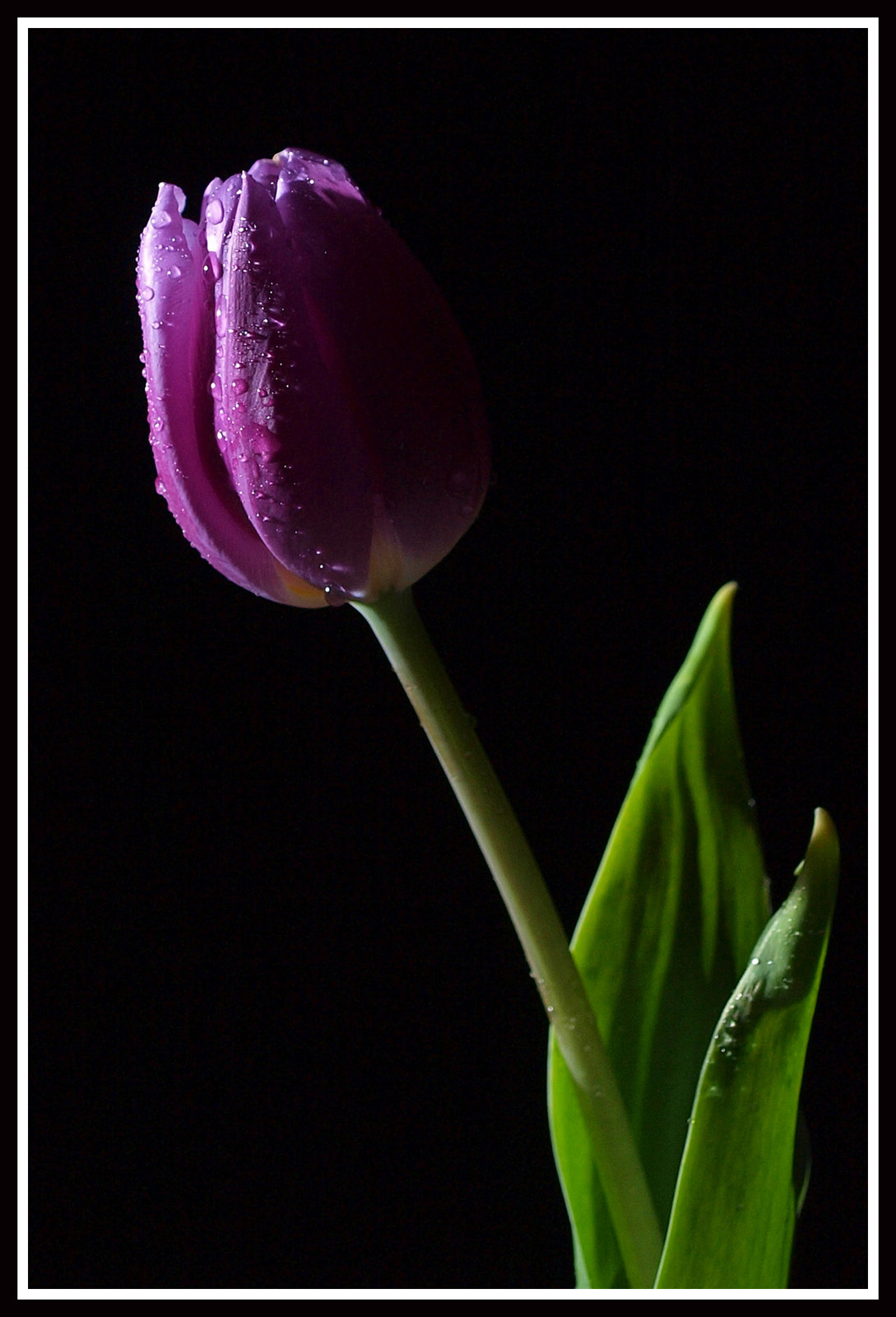single purple tulip