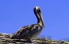 Bird On the pier by Paul Hall
