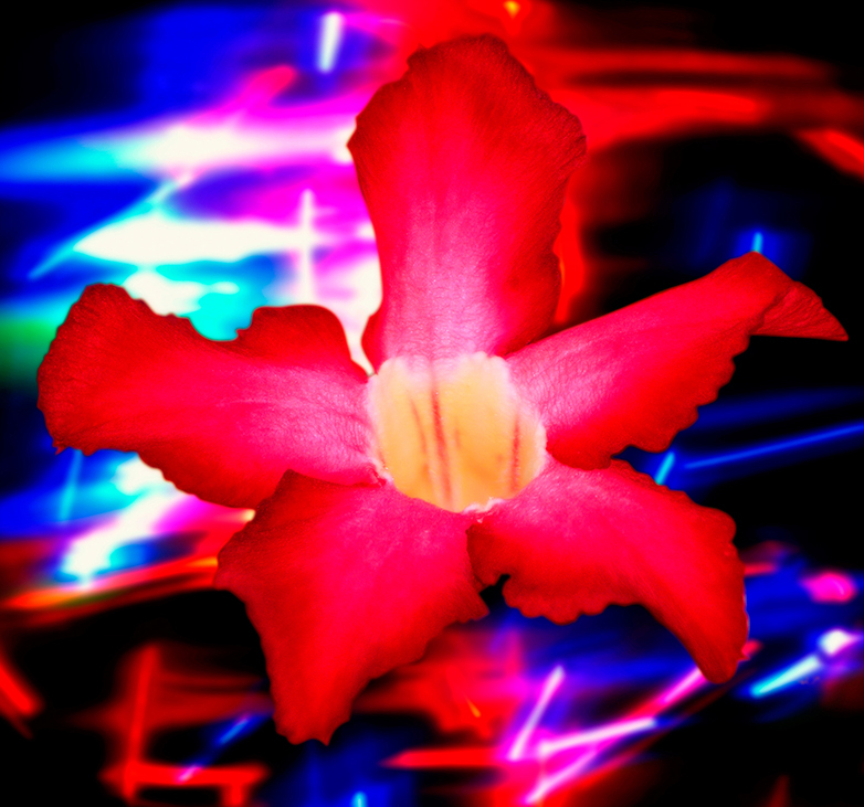 Flower