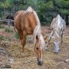 Horses eating by salvador atance