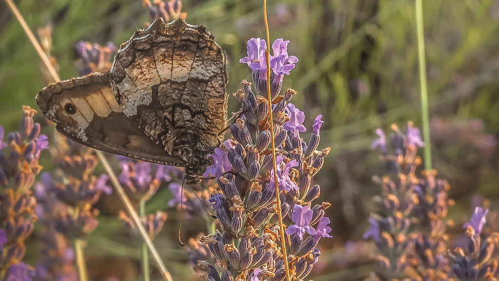 Butterfly on the lavande field
