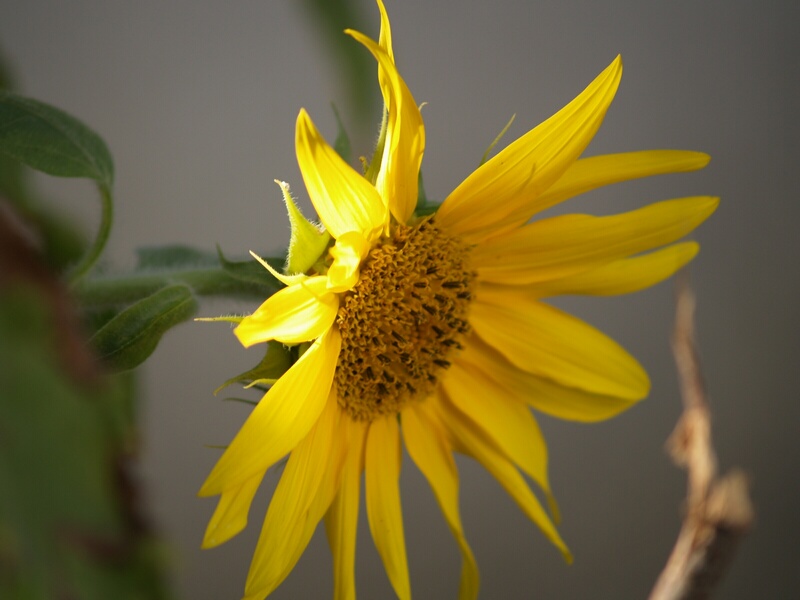 flowers-3