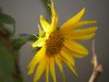flowers-3