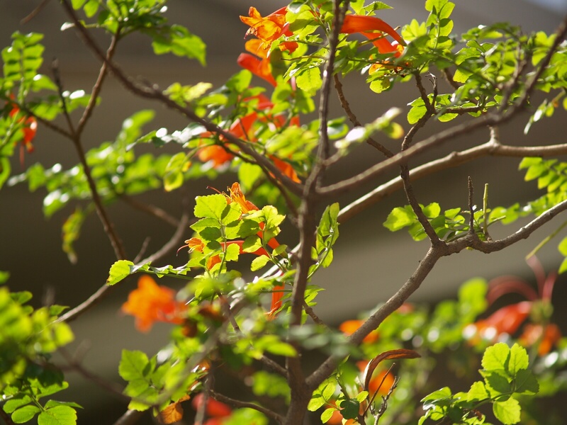 flowers-6