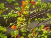 flowers-6
