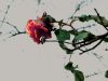 dying Rose by Daniel Bell