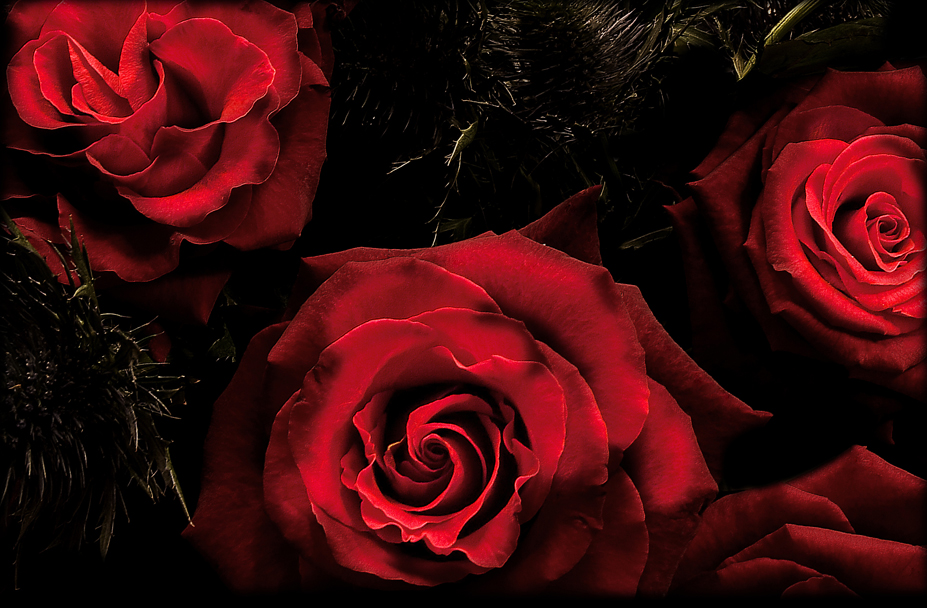 Three Reds