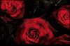 Three Reds by Daniel Bell