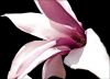 Magnolia by Daniel Bell