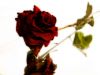 dead Rose by Daniel Bell