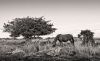Roam Free by Dave O