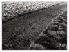 Fresh Cut Grass by Dave O