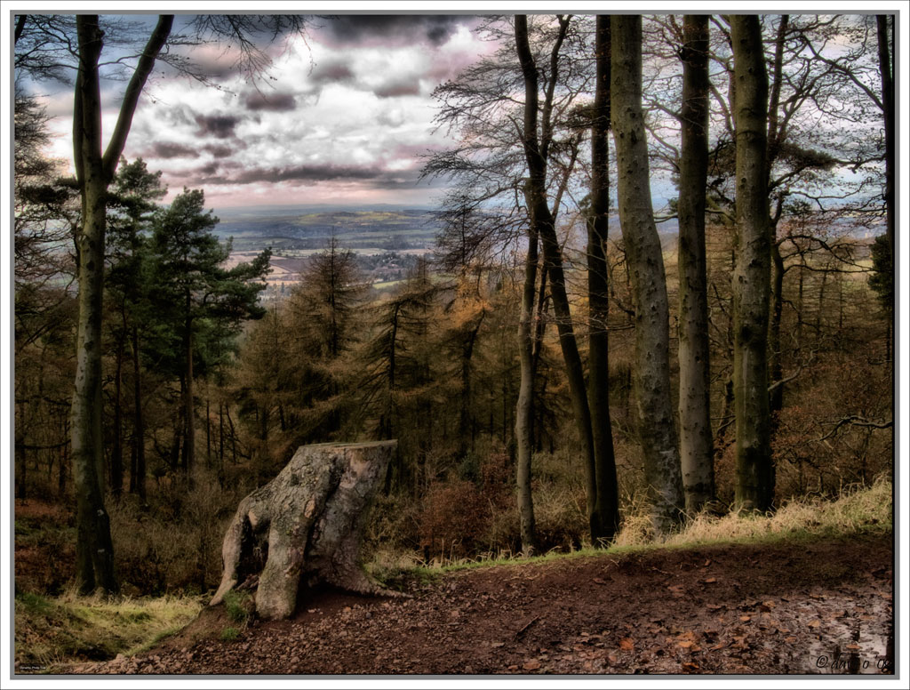 Tree Stump With A View