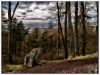 Tree Stump With A View by Dave O