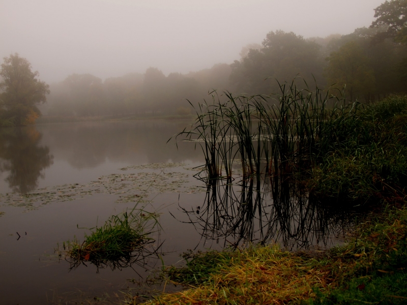 Foggy Pond