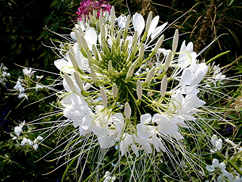 White Flower
