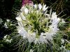 White Flower by Shany K.