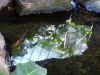 water reflection