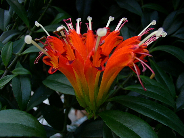 Red Flower