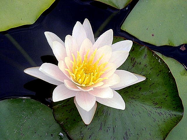 Water Lilly