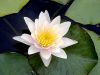 Water Lilly