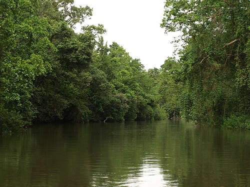 Rainforest