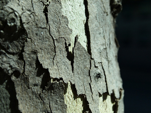 Tree Bark