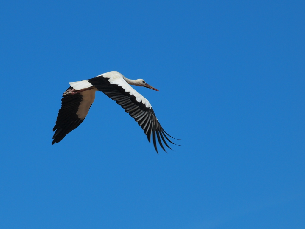 stork