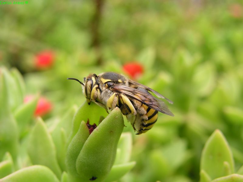 bee