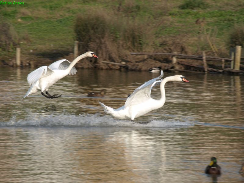 landing