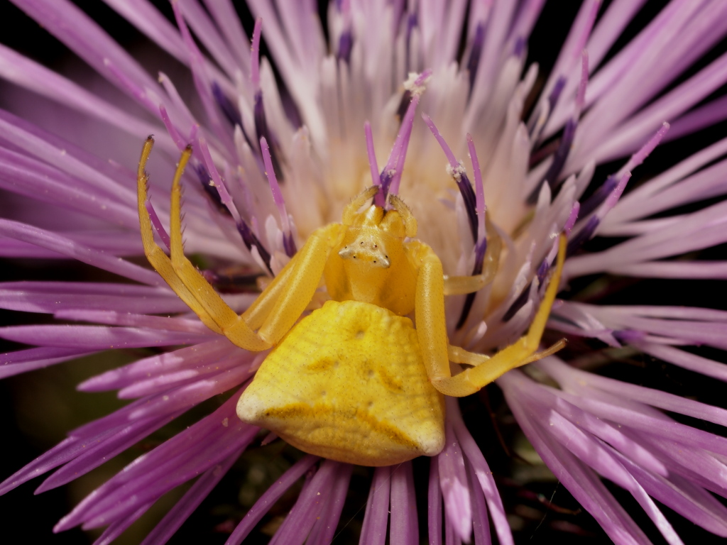 yellow crab spider